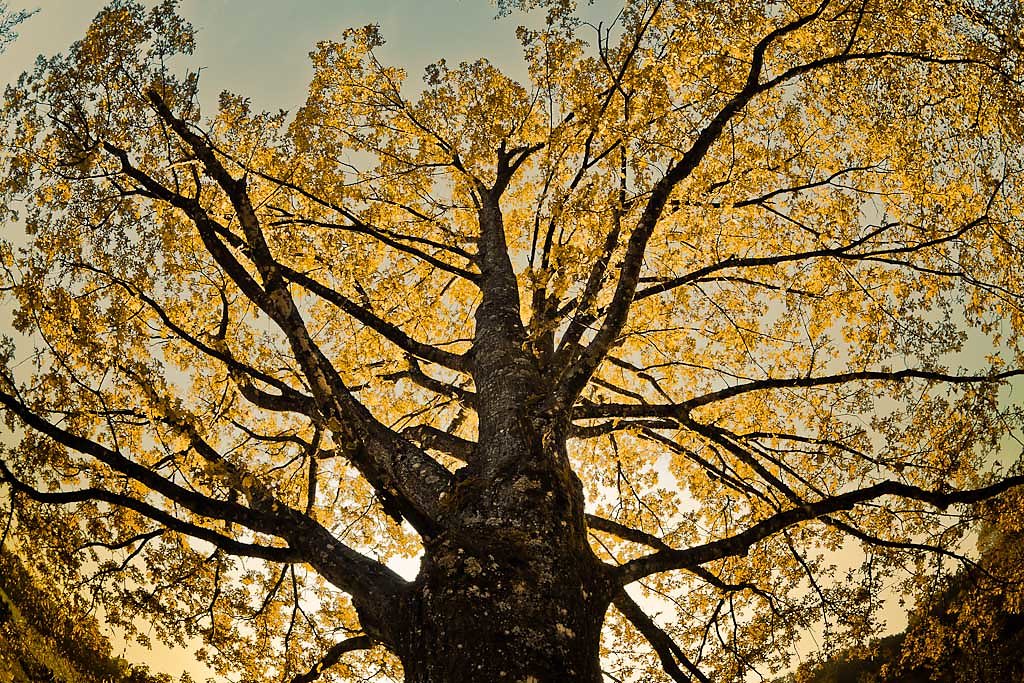 Eiche-Herbstlaub-2.jpg